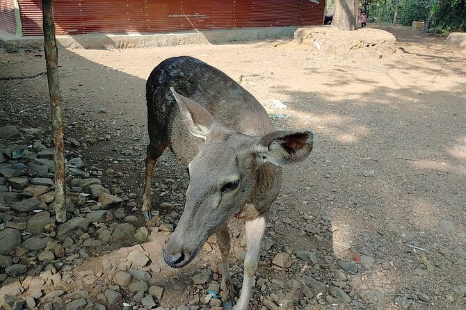 Kanheri Cave with Global Vipassana Pagoda Tour in Private Vehicle - Private vehicle comfort: the underrated part of this day