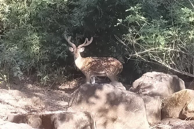 Mumbai Caves Guided Tour - Price and value: when $40 feels fair (and when it doesn’t)