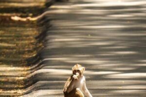 Sanjay Gandhi National Park and Kanheri Caves Day Private Tour - Guided Safari or Nature Walk: Spotting Wildlife Like Deer