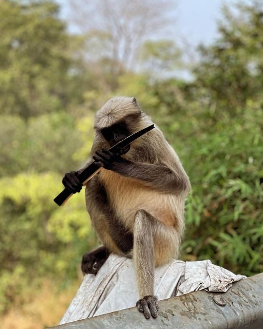 Sanjay Gandhi National Park + Kenheri Caves + Lion Safari - Key Highlights Worth Getting Excited About