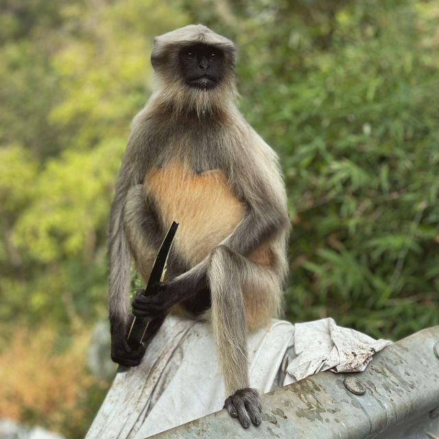 Sanjay Gandhi National Park + Kenheri Caves + Lion Safari - Booking Wisdom: Should You Choose Young Tours and Travel for This Day?