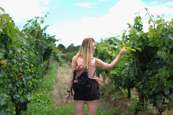 Sula Vineyards Day tour from either Mumbai OR Nashik - Key Points at a Glance