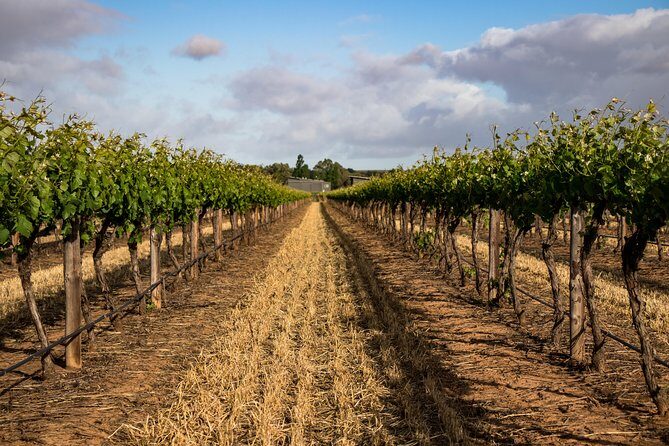 Sula Vineyards Day tour from either Mumbai OR Nashik - Pickup Timing and the Nashik Drive You Don’t Have to Manage